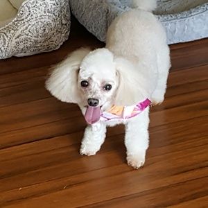Meet your Posher, Penny